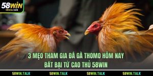 3 Mẹo Xem Đá Gà Thomo Hôm Nay Bất Bại Từ Cao Thủ 58WIN