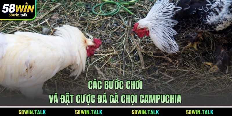 Các bước chơi và đặt cược đá gà chọi Campuchia