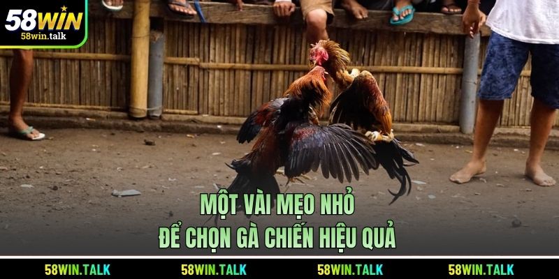 Một vài mẹo nhỏ để chọn gà chiến hiệu quả