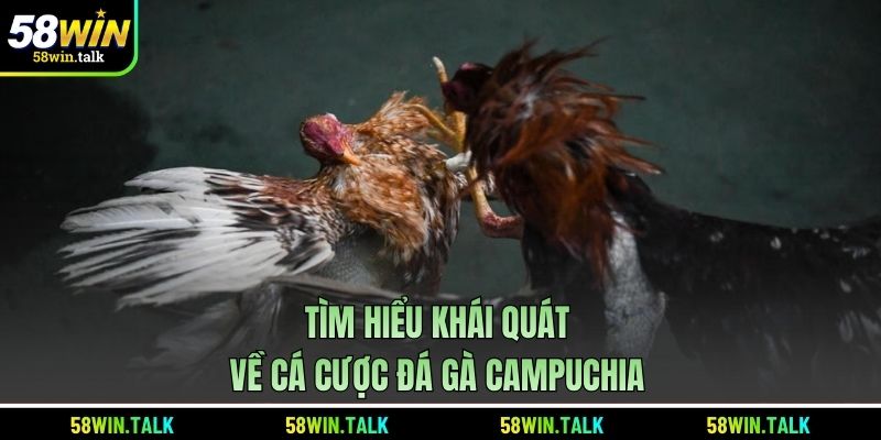Tìm hiểu khái quát về cá cược đá gà Campuchia